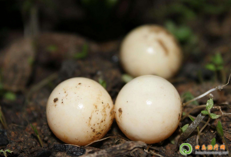 口臭可以吃甲魚蛋 口臭可以吃甲魚蛋